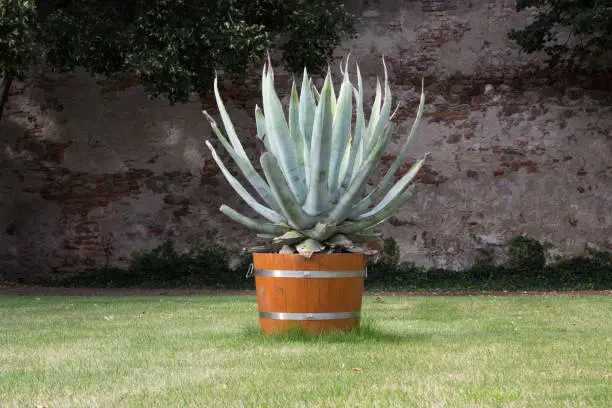 Yucca filamentosa on the lawn in a pot, in the background is a brick wall