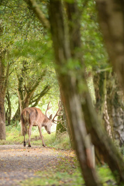 istock Red deer stag in a forest during early autumn 1271282774