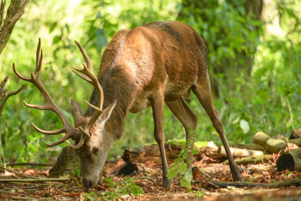 istock Red deer stag in a forest during early autumn 1271282803