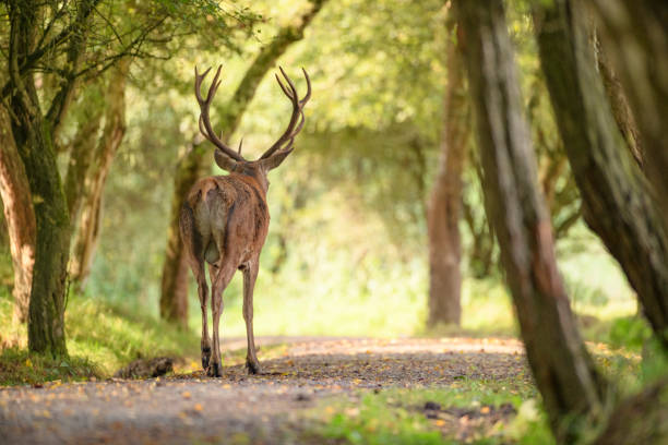 istock Red deer stag in a forest during early autumn 1271282847