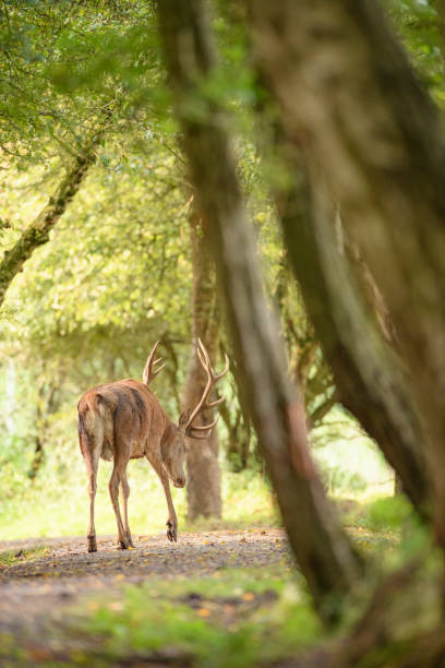 istock Red deer stag in a forest during early autumn 1271282870