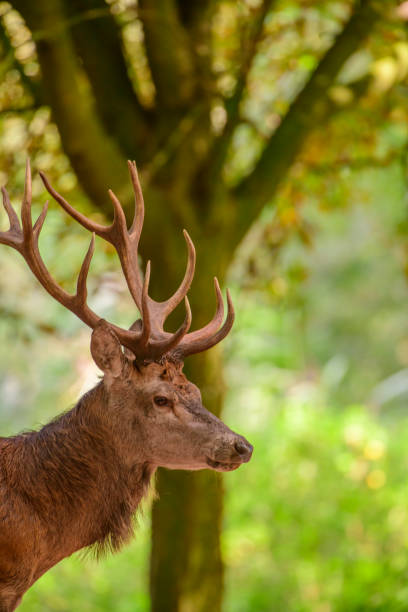 istock Red deer stag in a forest during early autumn 1271282911