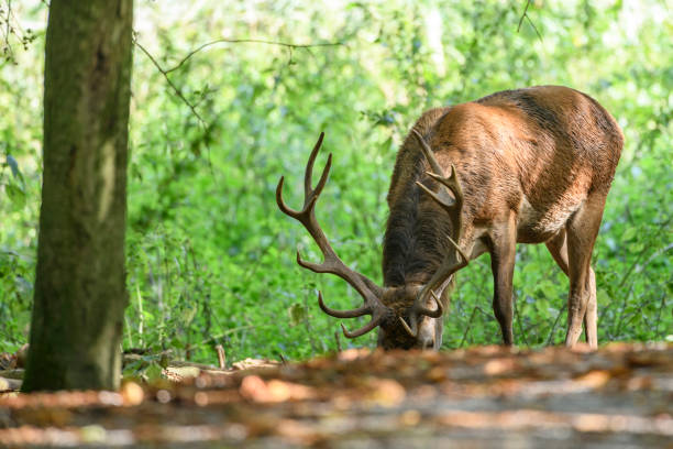 istock Red deer stag in a forest during early autumn 1271282930