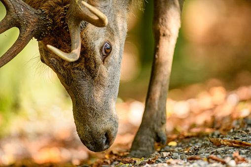 Red deer stag in a forest during early autumn at the start of the rutting season.