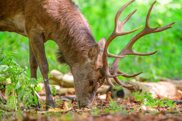 istock Red deer stag in a forest during early autumn 1271282966