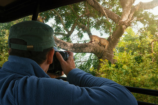 A tourist photographs a wild leopard during a safari tour in Kenya and Tanzania. Concept Travel and adventure through wild Africa.