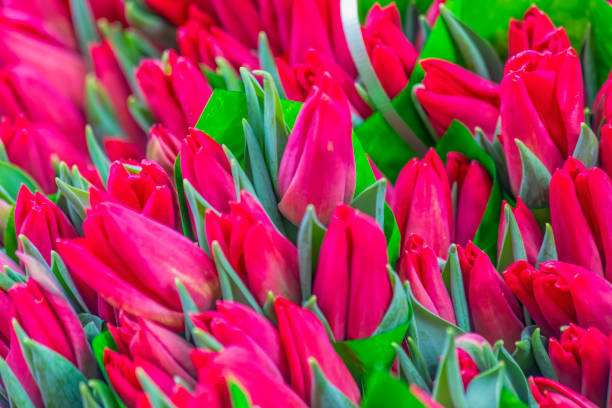 Tulip flowers bouquets background