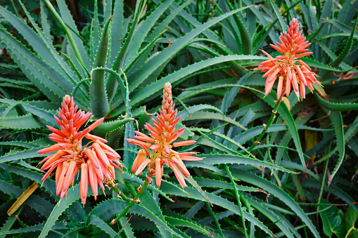 Growing Aloe vera plants. Stems with blooming red flowers. Farming at tropical plantation in Indonesia.