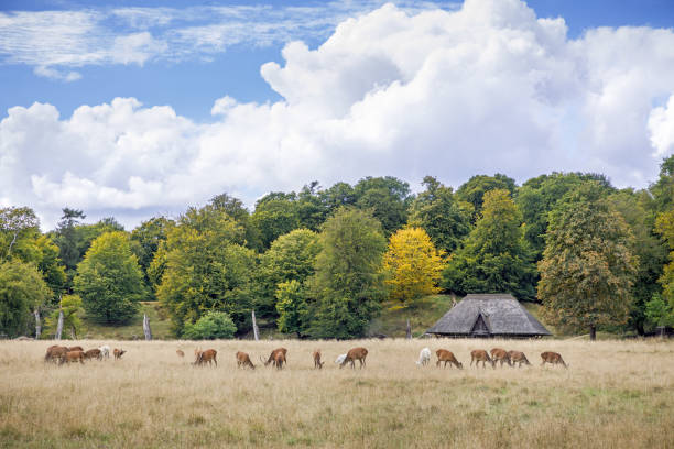 istock Group of red deer in front of a building with a thatched roof 1271285411