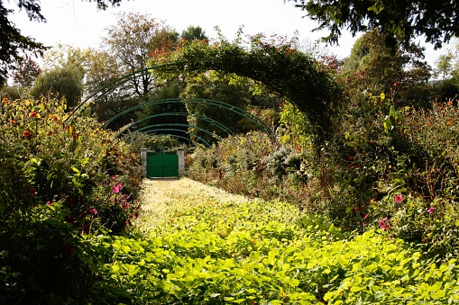 Horizontal landscape photo of part of Impressionist painter Claude Monet’s garden known as the Clos Normand with arching frames, gravel path, colourful shrubs and climbing roses on a sunny day
