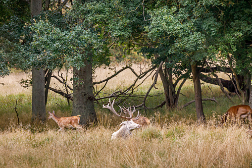 Albino red deer stag in a glade in a woodland north of Copenhagen called Dyrehaven, The Deer Garden, which is a former royal hunting ground which is converted into a popular public park