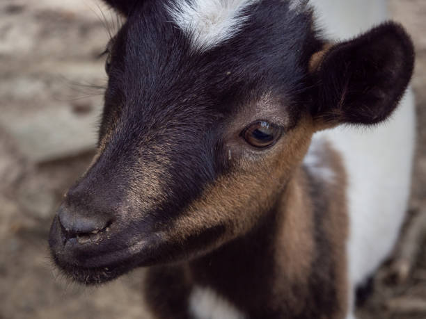 istock white and brown goat on farm 1271286307