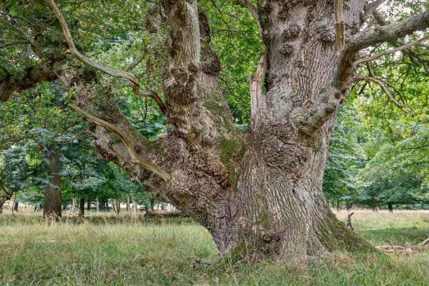 un chêne très vieux et grand - glade forest oak tree tree photos et images de collection