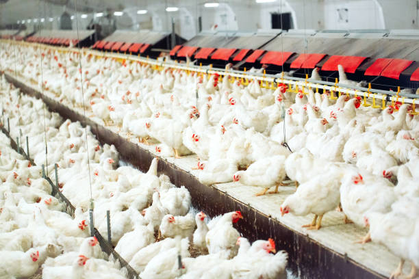 istock Indoors chicken farm, chicken feeding, large egg production 1271286555