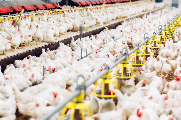 istock Indoors chicken farm, chicken feeding, large egg production 1271286574