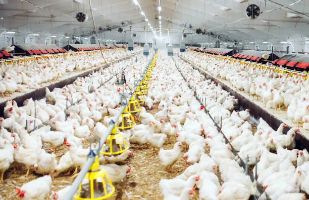 istock Indoors chicken farm, chicken feeding, large egg production 1271286588