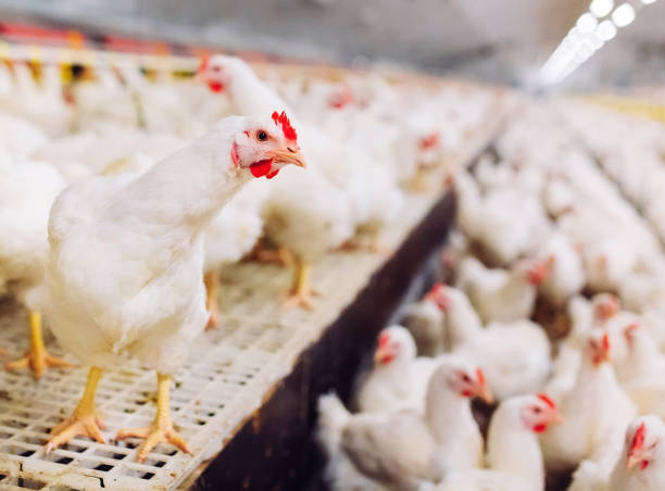 Indoors chicken farm, chicken feeding, large egg production
