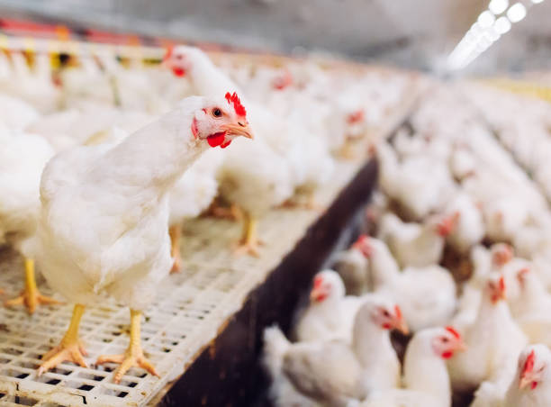 Indoors chicken farm, chicken feeding, large egg production Indoors chicken farm, chicken feeding avian flu virus photos stock pictures, royalty-free photos & images