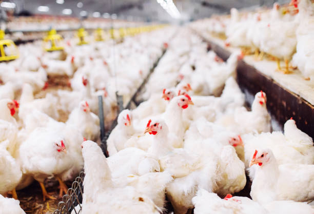 istock Indoors chicken farm, chicken feeding, large egg production 1271286613