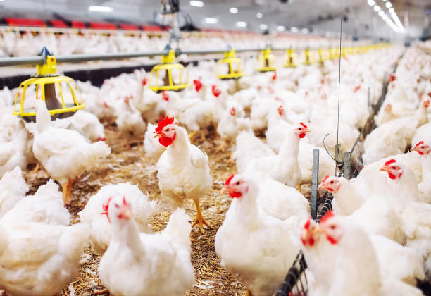 istock Indoors chicken farm, chicken feeding, large egg production 1271286625