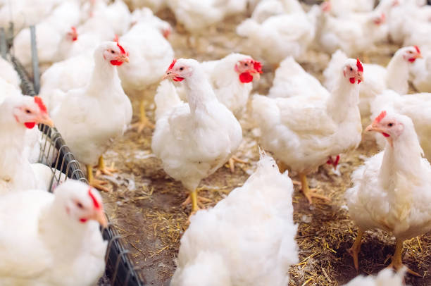 istock Indoors chicken farm, chicken feeding, large egg production 1271286637