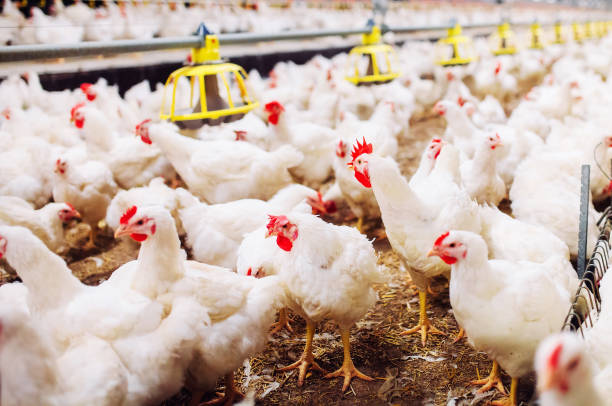 istock Indoors chicken farm, chicken feeding, large egg production 1271286655