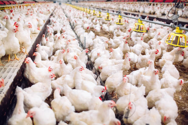 istock Indoors chicken farm, chicken feeding, large egg production 1271286695