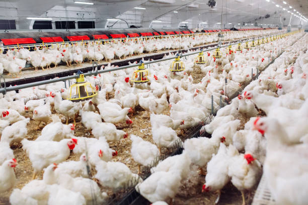 istock Indoors chicken farm, chicken feeding, large egg production 1271286730