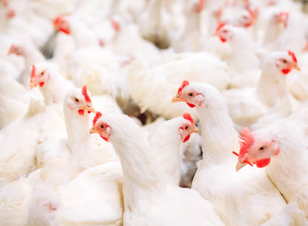 istock Indoors chicken farm, chicken feeding, large egg production 1271286738