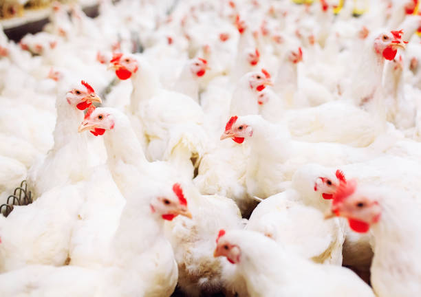 istock Indoors chicken farm, chicken feeding, large egg production 1271286751