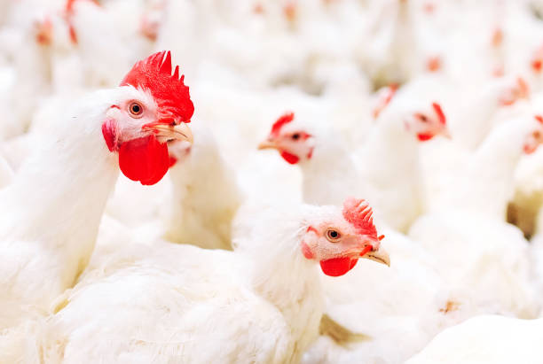 istock Indoors chicken farm, chicken feeding, large egg production 1271286758