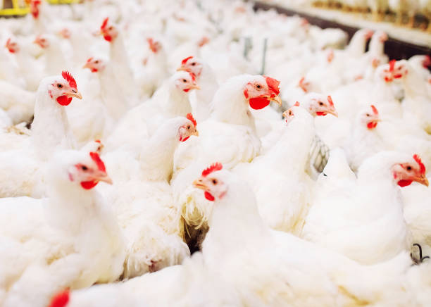 istock Indoors chicken farm, chicken feeding, large egg production 1271286768