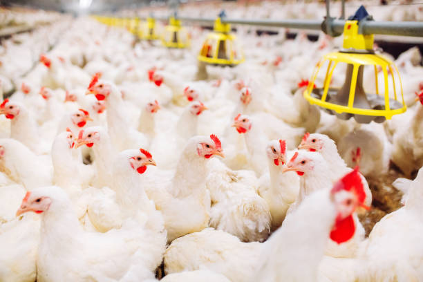 istock Indoors chicken farm, chicken feeding, large egg production 1271286780