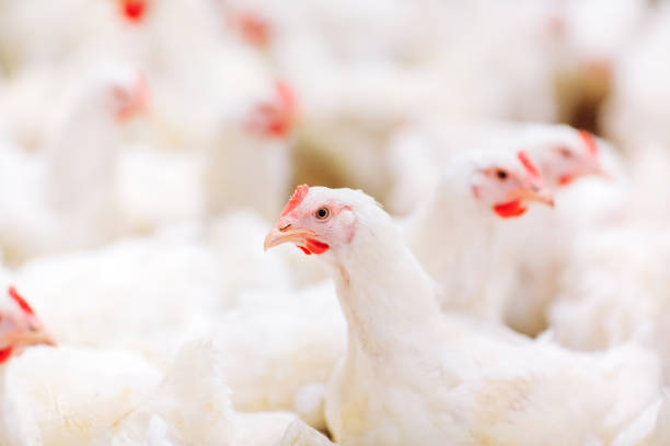 istock Indoors chicken farm, chicken feeding, large egg production 1271286803