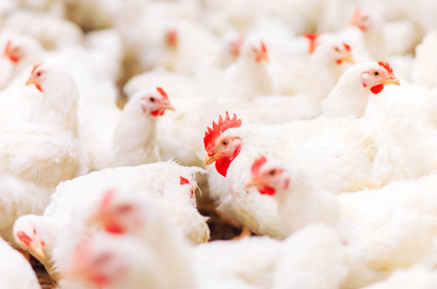 istock Indoors chicken farm, chicken feeding, large egg production 1271286812
