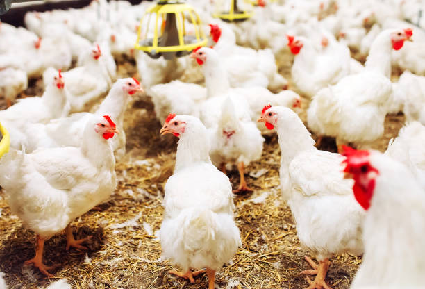 istock Indoors chicken farm, chicken feeding, large egg production 1271286827