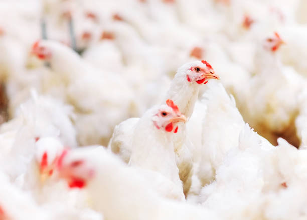 istock Indoors chicken farm, chicken feeding, large egg production 1271286836