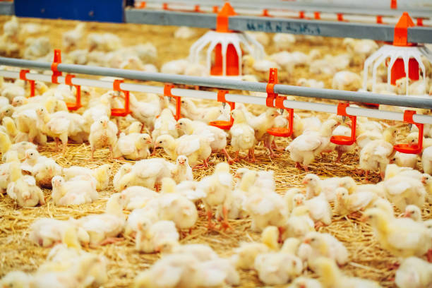 istock Indoors chicken farm, chicken feeding, large egg production 1271286920