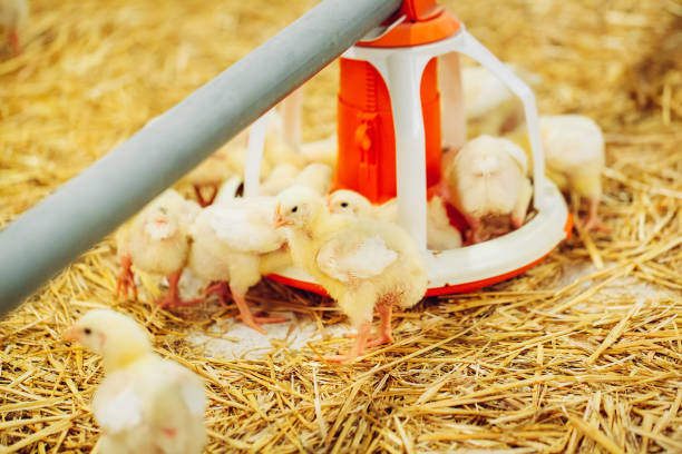 istock Indoors chicken farm, chicken feeding, large egg production 1271286939