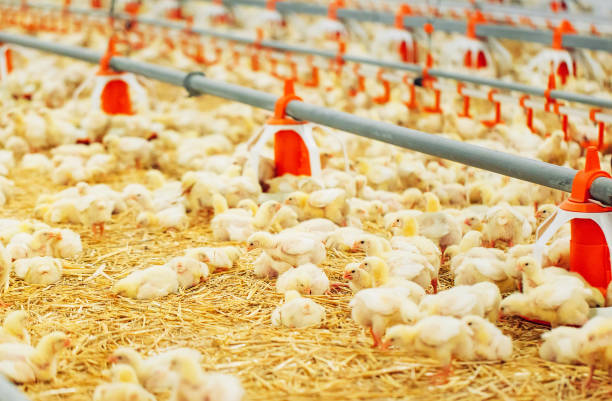 istock Indoors chicken farm, chicken feeding, large egg production 1271286960