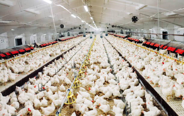 istock Indoors chicken farm, chicken feeding, large egg production 1271287015