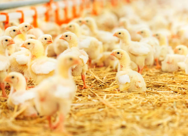 istock Indoors chicken farm, chicken feeding, large egg production 1271287033