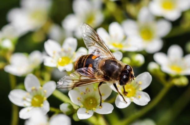 istock Working bee on small white flowers in the garden 1271287131