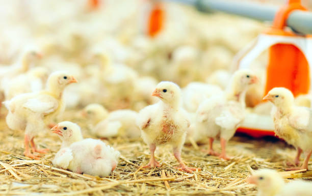 istock Indoors chicken farm, chicken feeding, large egg production 1271287143