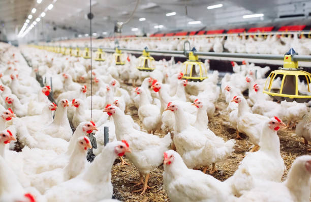 istock Indoors chicken farm, chicken feeding, large egg production 1271287171