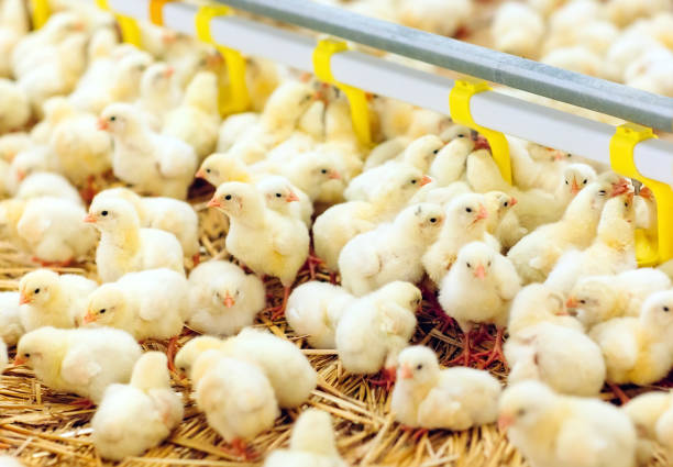 istock Indoors chicken farm, chicken feeding, large egg production 1271287189