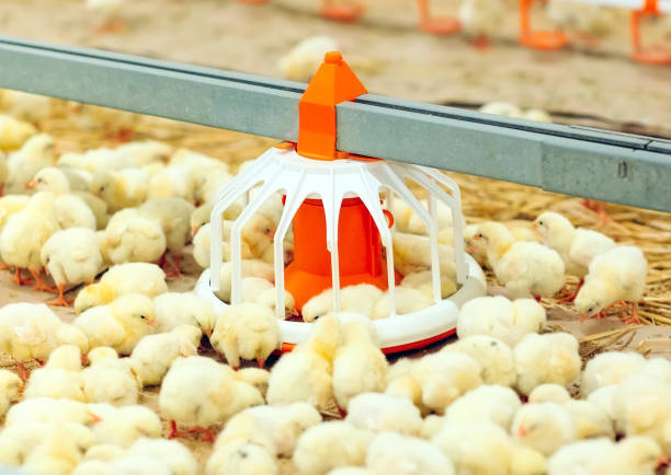 istock Indoors chicken farm, chicken feeding, large egg production 1271287199