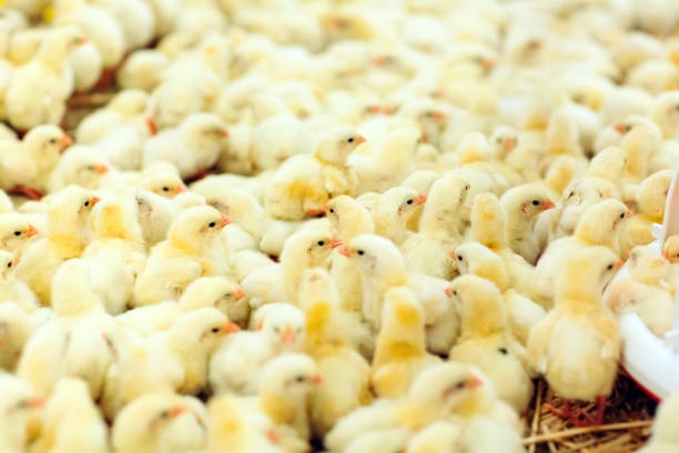 istock Indoors chicken farm, chicken feeding, large egg production 1271287244