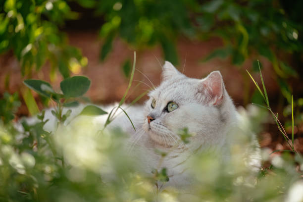 istock Cat Lying on the Grass and Enjoying the Nature 1271288036