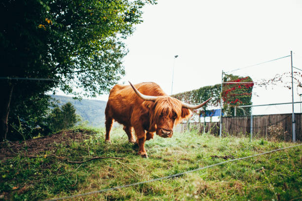 A highlander cow in the field, looking at the camera